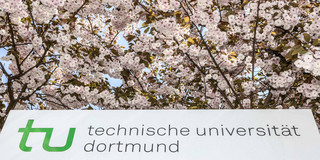 Eine Informationssäule der TU Dortmund umgeben von blühenden Kirschblüten.